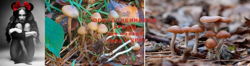 Галлюциногенные грибы MAGIC MUSHROOMS  Мариинский Посад 